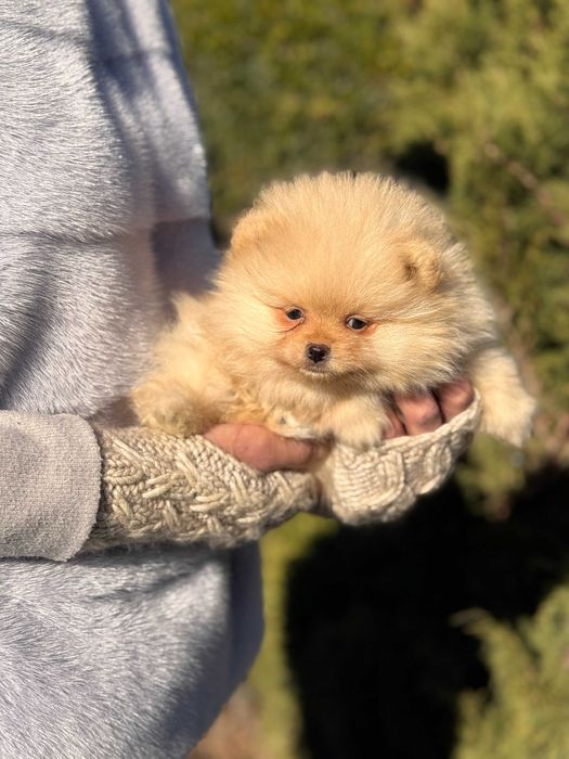 Шикарні цуцики Шпіци