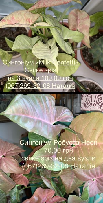 Сингоніум різні види. Мурайя