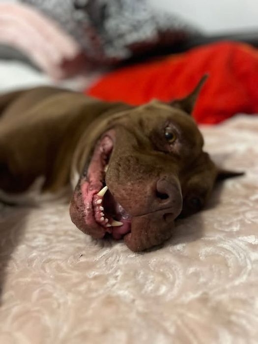 Piesek Coco rasy Pit Bull szuka domku
