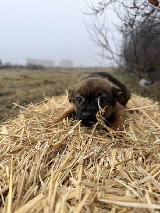Цуценя собаченята шукають домівку