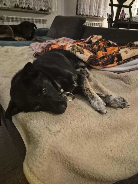 Leon młody nieduży pies szuka domu pies psy