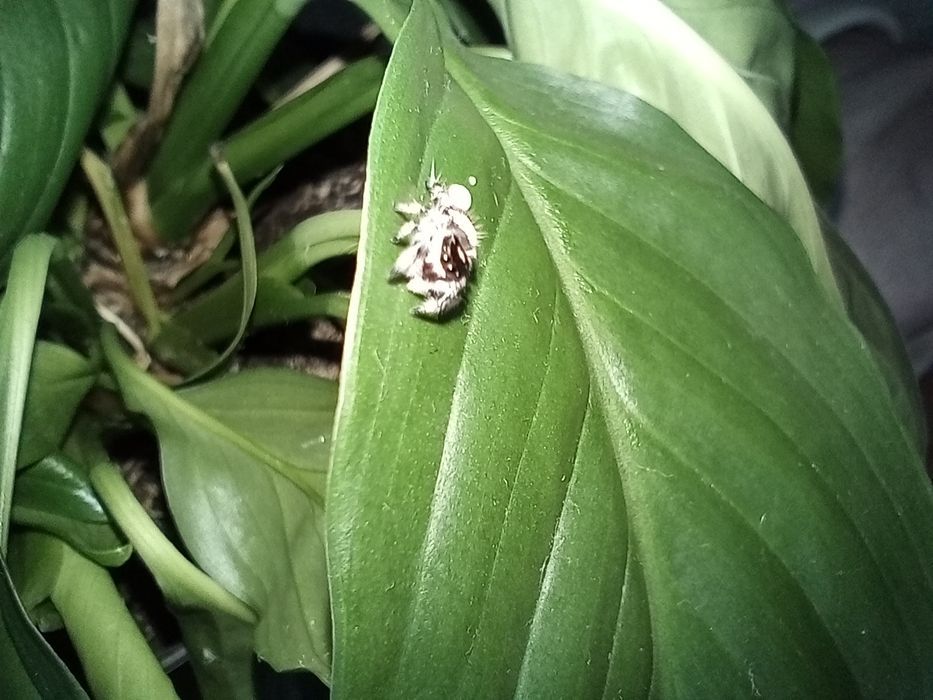 Skakun Królewski Phidippus Regius Lake Okeechobee Samica L5