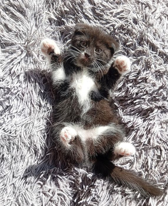 Кошенятка шотландські