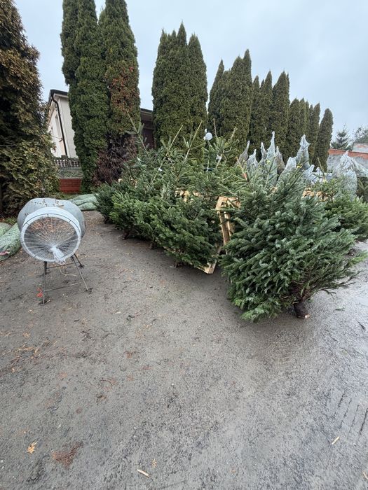 Choinki zielone Pachnące Jodła Świerk