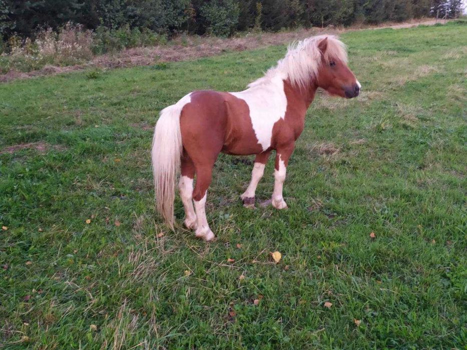 Продам поні жеребця