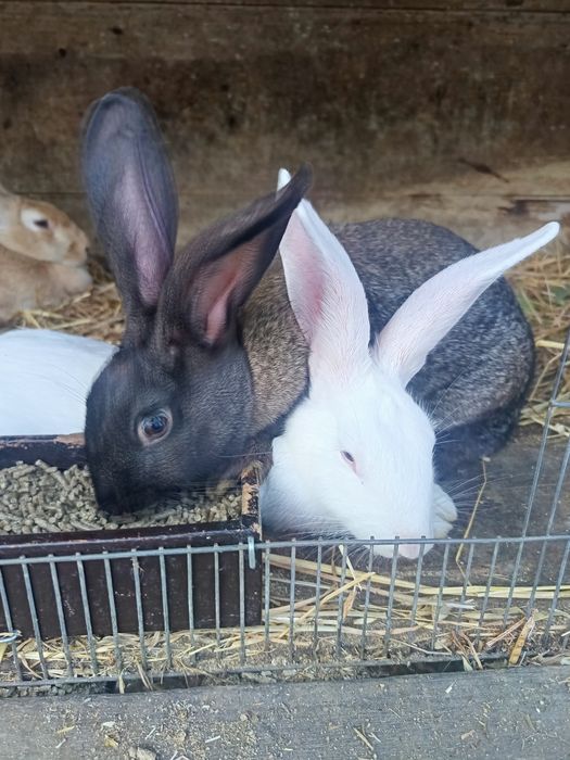 Casal de coelhos domésticados