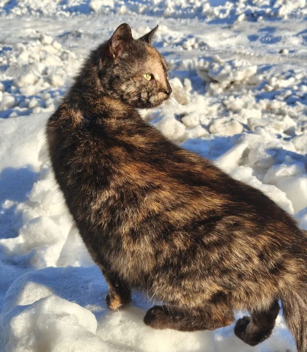 Гарна,ніжна киця шукає собі господяря з добрими руками!