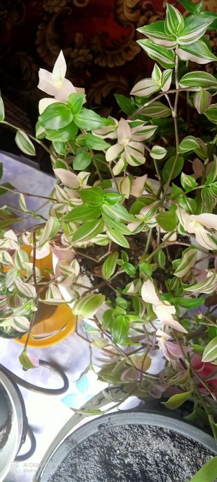 Комнатные цветы...