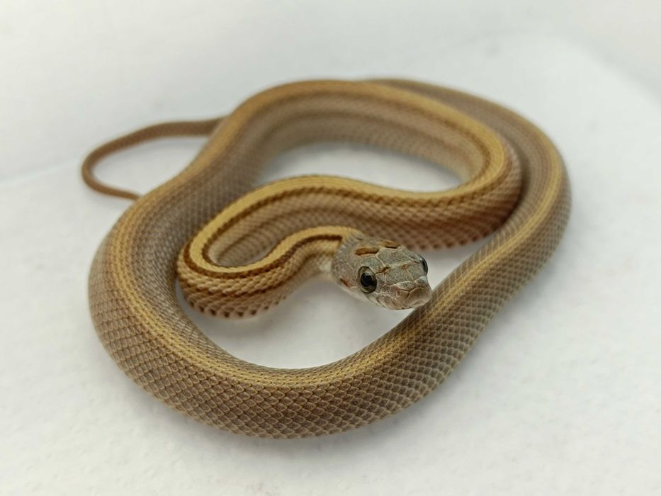 Wąż zbożowy / Samiec / Odmiana:  Caramel Stripe Tessera poss Buf het sunkissed, amel ph. 50% lavender / ID: D8