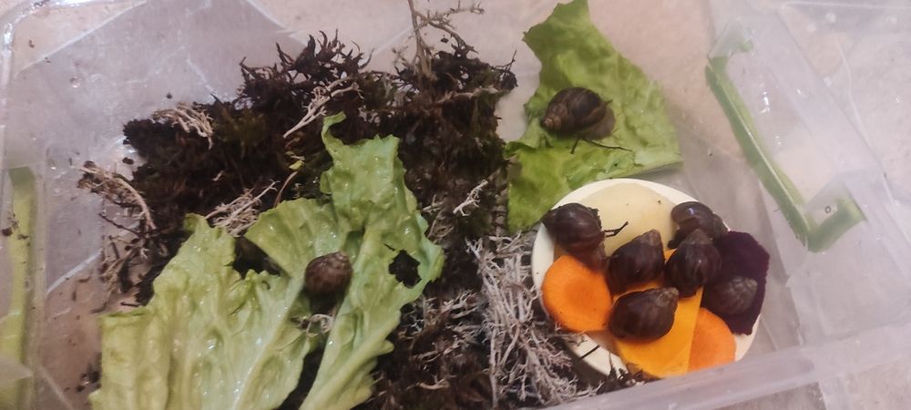 Супер улитята Ахатины Имакуляты