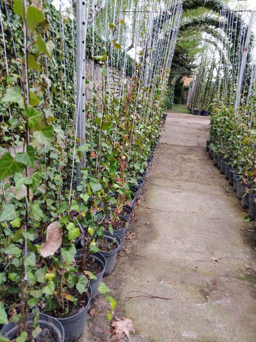 Bluszcz Hedera Hellix. pospolity, zimozielony, od 110 cm do 150 cm