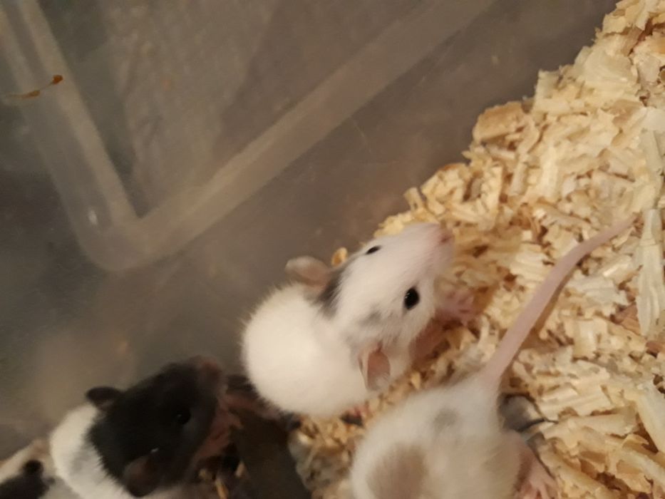 Щурики декоративні.РОЗПРОДАЖ,ВІК 3 МІСЯЦІ