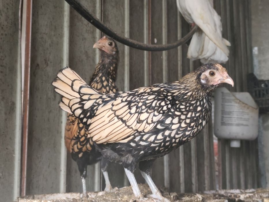 Trio Coquichas Sebright