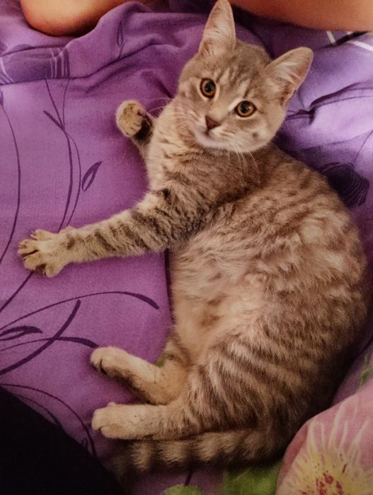 Віддам у добрі руки 3 киці