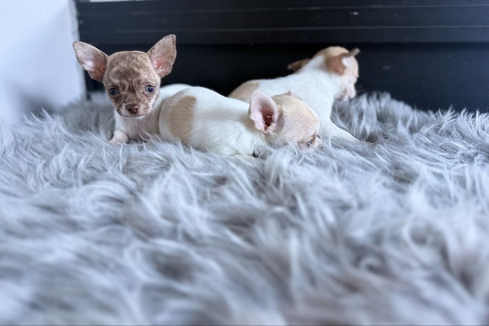 Menino Chihuahua  *lindissimo“ de bolso.
