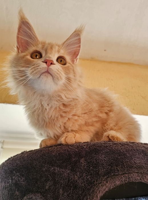 Котёнок породы Мейн-кун,  котик