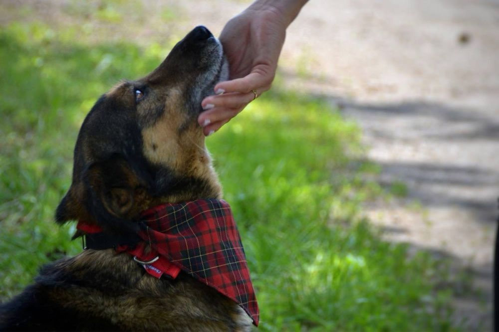 Wafelek szuka domu! Adopcja