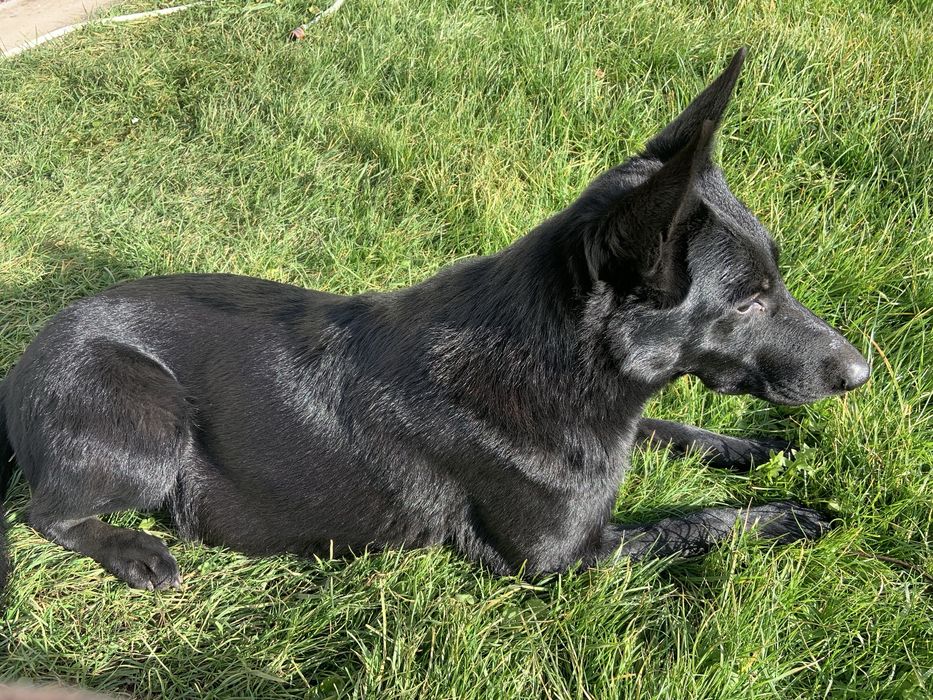 Цуценята чорної  німецької  вівчарки резерв ( бронь )