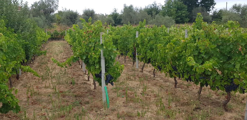 Uvas para vinho DE excelente qualidade