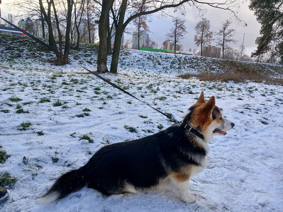 Мальчик Вельш-Корги для вязки