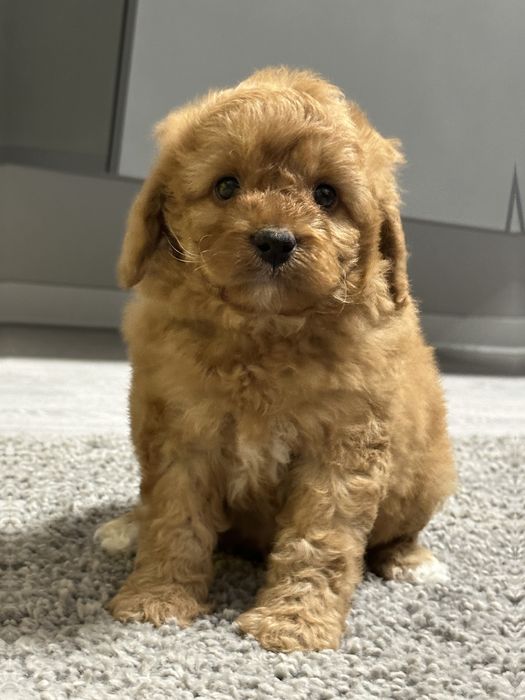 Мальтипу девочка ф2