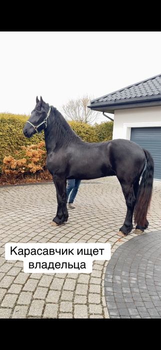 Продам Фризького мерина 3 роки