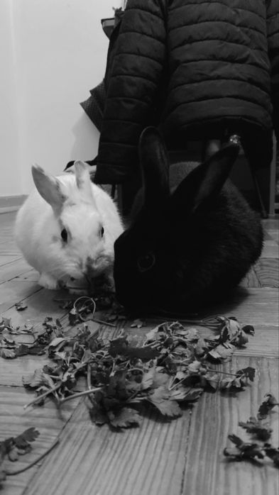 Pet Sitter / Passeios e Visitas ao Domicilio para animais em Coimbra