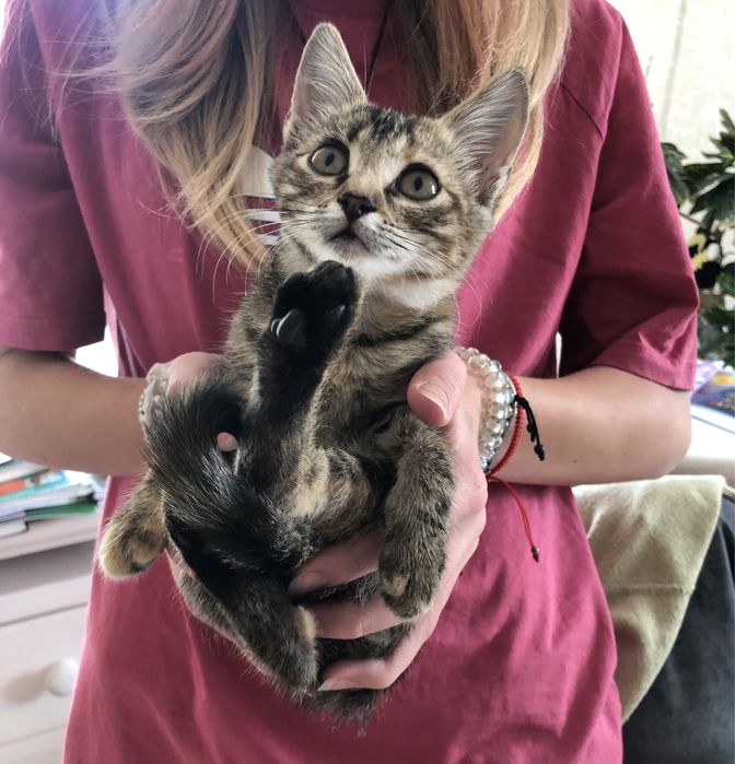 Кошеня дівчинка 2 місяці