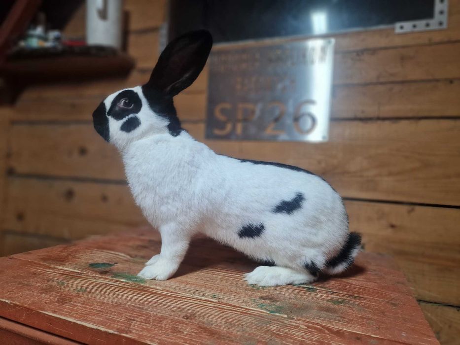 królik olbrzym srokacz osc 1.0 samiec rodowód