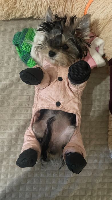 Комбінезон для маленької собачки.Розмір s-xs .стан гарний.