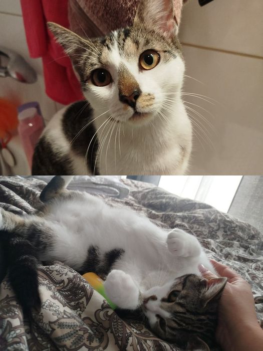 Kocurki do adopcji-wykastrowane