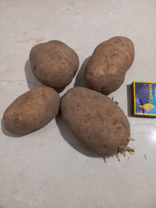 Домашня картопля