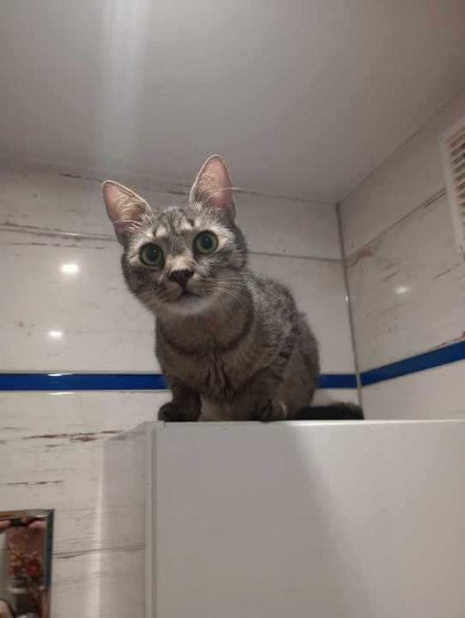 kot Zenuś szuka swojego domu