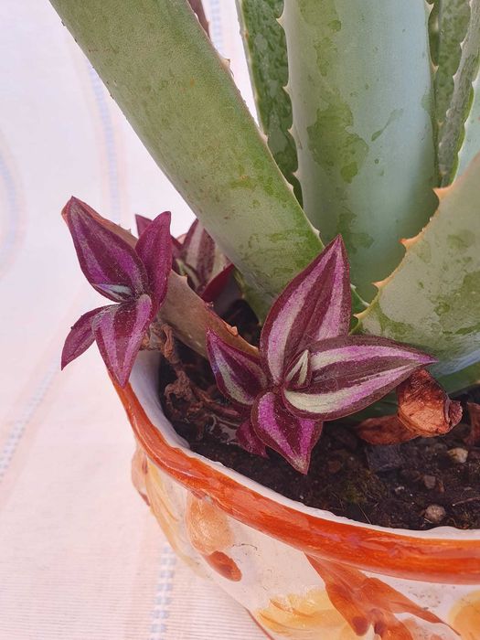 Planta- Aloé Vera & Zebrina