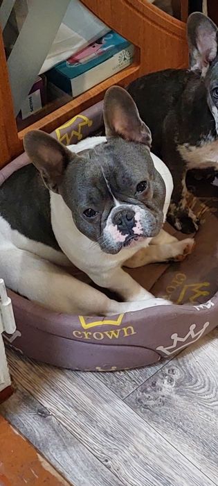 Вязка французького бульдога