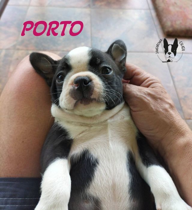 PORTO piękny piesek Boston Terrier
