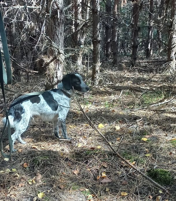 Красунчик шукає господарів