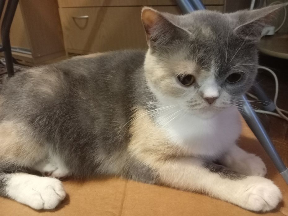 Британская кошечка