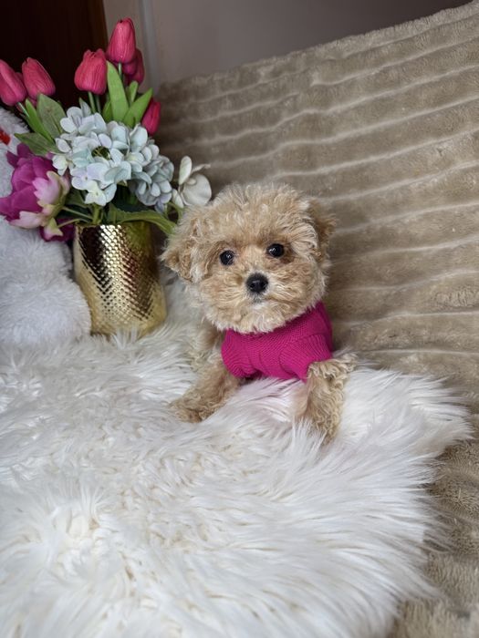 Найкрасивіші мальтипу