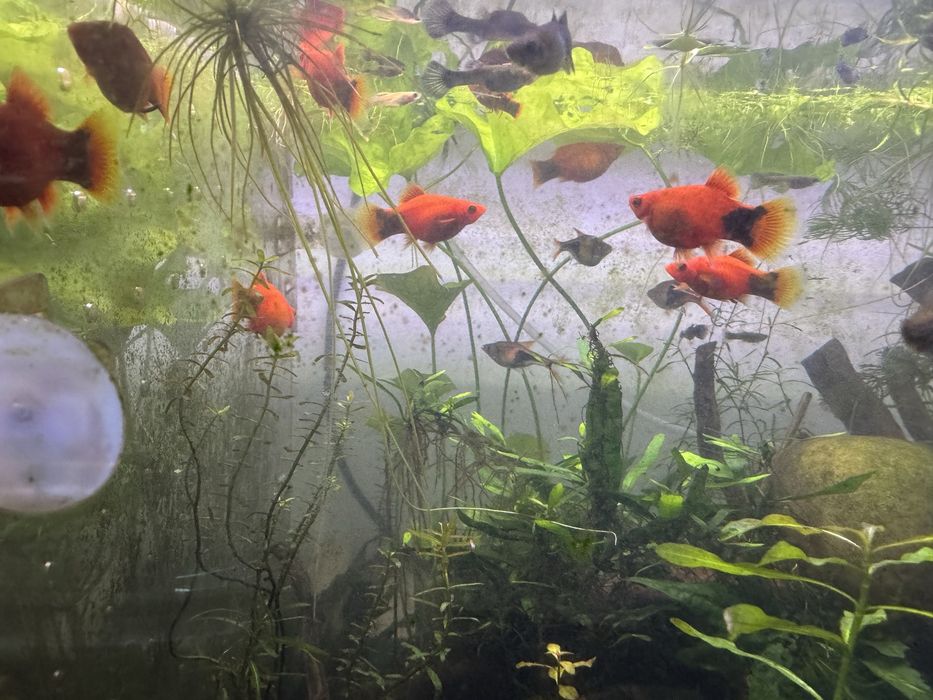 Platys vermelhos/sortidos