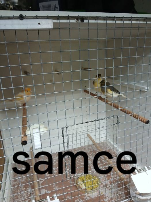 Kanarki do kupienia na sztuki