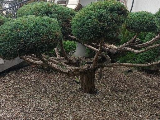 Serwis ogrodniczy Częstochowa