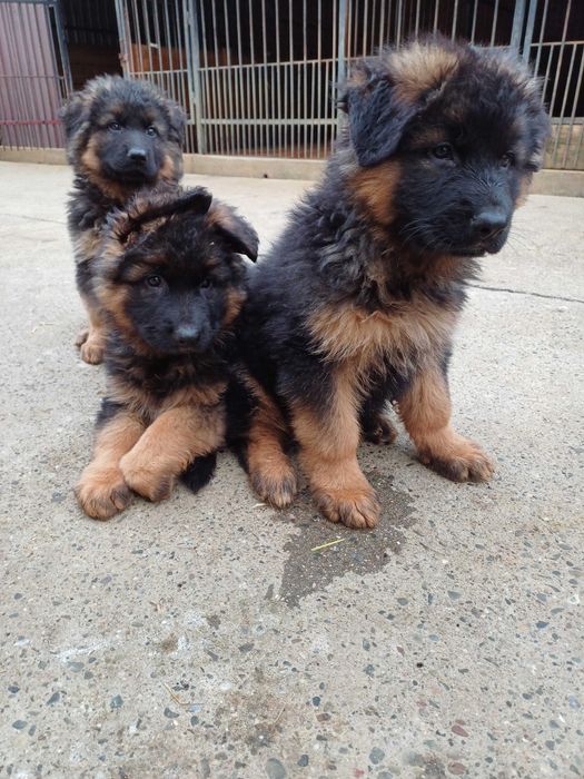 Owczarek Niemiecki Dlugowlosy