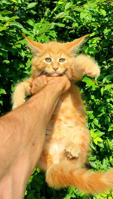Мейнкуны Котята мейнкуна