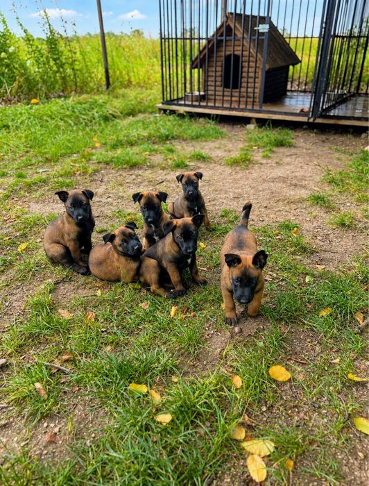 Owczarek Belgijski Malinois Pies Rodowód Szczeniak