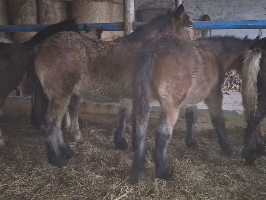 Sprzedam zrebaki zimnokrwiste