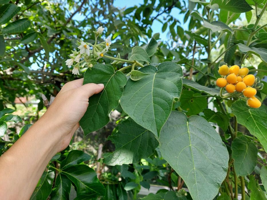 Tamarilho Anão - Solanum Abutiloides