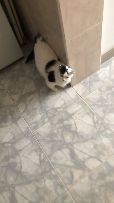2 Gatos Adultos Esterilizados para Adoção Responsável – Seixal