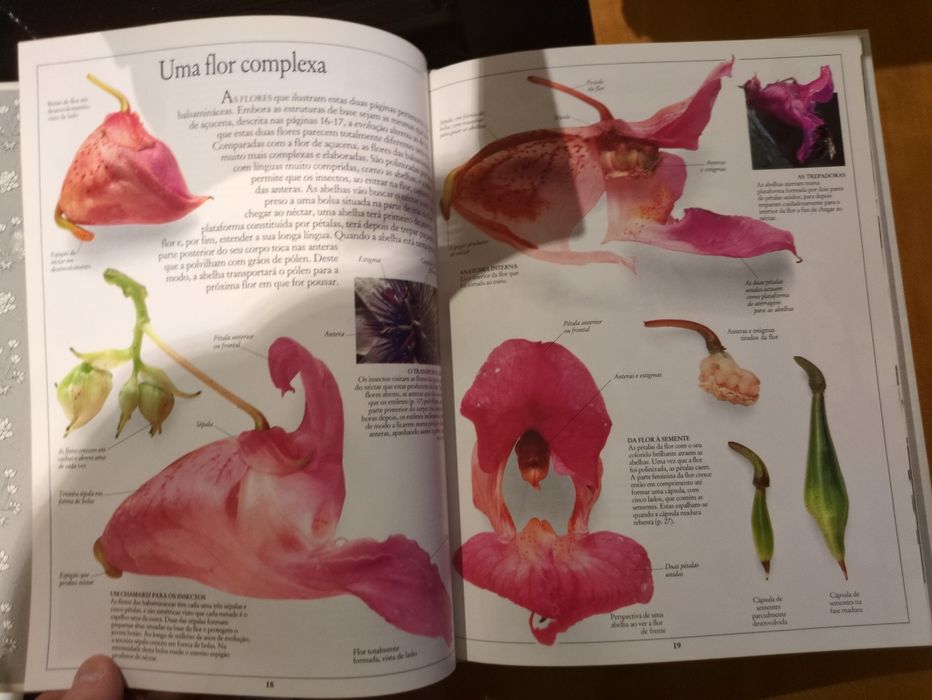 Plantas texto de David Burnie da Editora Verbo