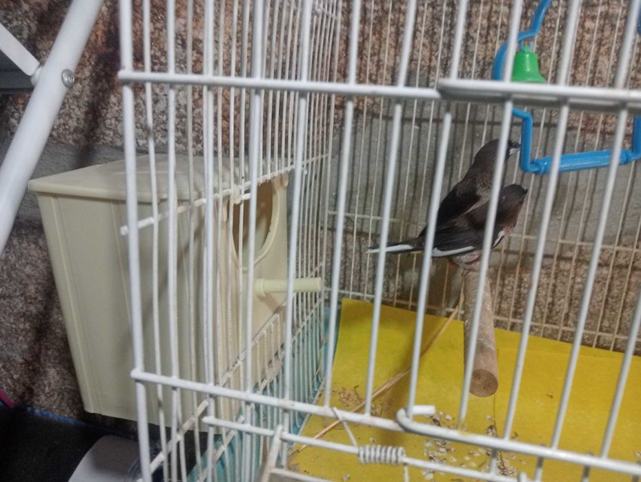 Vendo par de bengalins só 5€